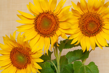 Fototapeta premium Beautiful sunflowers on color background. Flowers in a beautiful bouquet