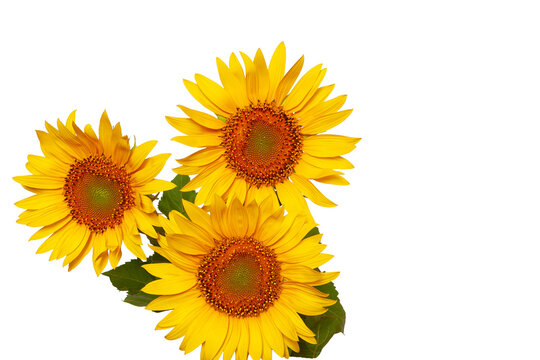 Bouquet of sunflowers isolated on white background