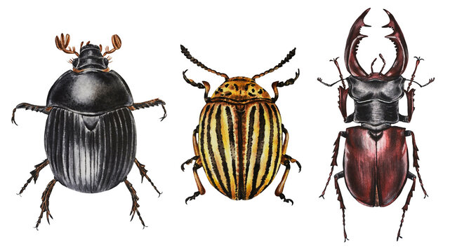 Dung beetle, colorado beetle, stag beetle  isolated on a white background. Illustration. Watercolor. Hand drawn. Closeup.

