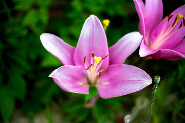 Pink flowers in the garden