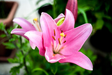 Fototapeta premium Pink flowers in the garden