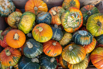 many pumpkin in the sun