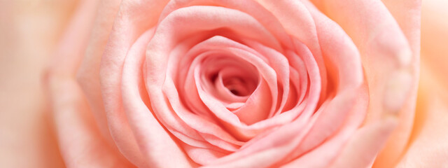 Fototapeta na wymiar Banner with close up of tender pink rose.