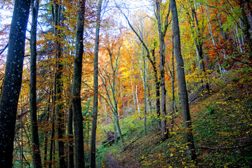 Obraz premium Herbst 2021