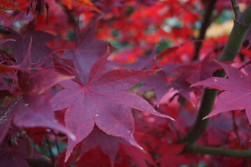 autumn and the colors