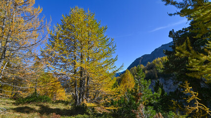 Fototapeta na wymiar Paesaggio di alta montagna, in ottobre, con larici autunnali colorati di giallo e arancione, intervallati da pini verdi 