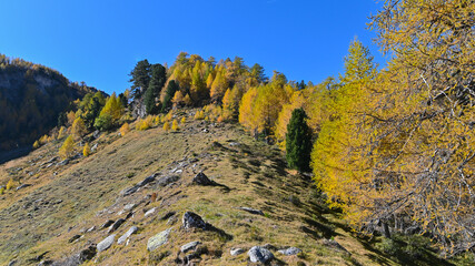 Paesaggio di alta montagna, in ottobre, con larici autunnali colorati di giallo e arancione, intervallati da pini verdi 
