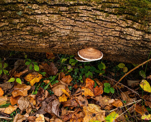 Brown and white shelf or bracket fungus growing off of a fallen tree amid leaves collecting on the...