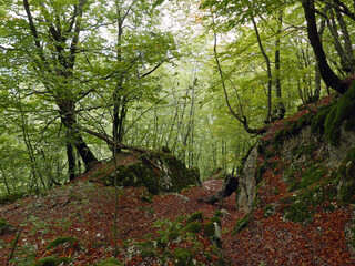 l'ombra delle fronde nel bosco autunnale