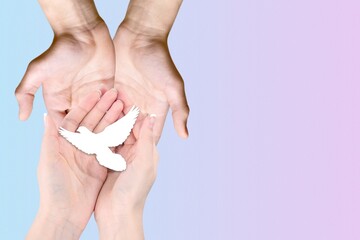 Adult and child hands holding white dove bird, international day of peace