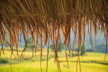 The thatched roof of the hut in the middle of the ripe fields.