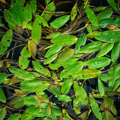 Green water plant floating on the surface of creek