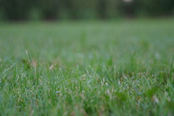 grass close-up with blurred background