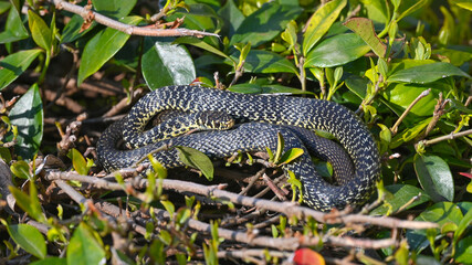 Biacco, serpente dei giardino, nella siepe, in primavera