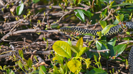 Biacco, serpente dei giardino, nella siepe, in primavera