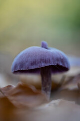 Close up one purple mushroom on the forest floor between the leaves. Macro rural forest details autumn. Natural wild fungi. 