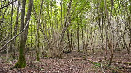 Bosco in estate, con sentiero e alberi