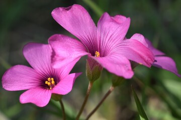 Fototapeta premium close up of pink sorrel flower, Oxalis Articulata, uniform green background
