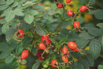 red rose hips close-up on a bush