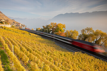 Ligne de chemin de fer au bord du lac Léman au Vignoble du canton de Vaud en Suisse - 466513448