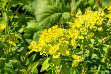 Close up of yellow green Euphorbia  Palustris Marsh Spurge flower bracts. 