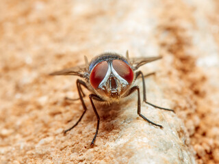 Green fly. Banded Blowfly. Chrysomya albiceps.  