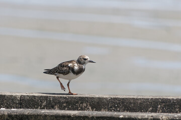 Tournepierre à collier en hivernage en Amérique du sud - Guyane française