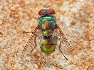 Green fly. Banded Blowfly. Chrysomya albiceps.  