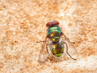 Green fly. Banded Blowfly. Chrysomya albiceps.  