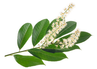 Cherry laurel (Prunus laurocerasus )