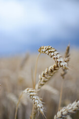 Ripe wheat in the field on a cloudy summer day