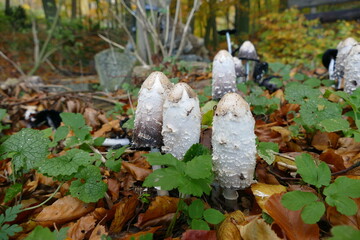 edible mushroom shaggy ink caps or coprinus comatus in autumn forest