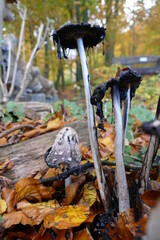 stages of decay in shaggy ink caps in autumn forest