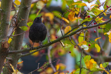 Common blackbird male - Turdus merula - Eurasian blackbird