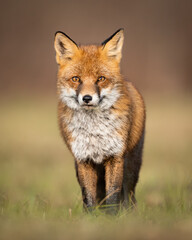 Fototapeta na wymiar Mammals - European Red Fox (Vulpes vulpes)