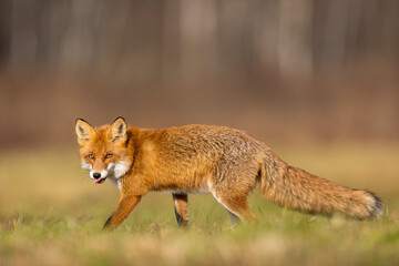 Mammals - European Red Fox (Vulpes vulpes)