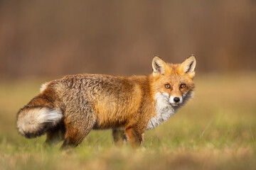 Mammals - European Red Fox (Vulpes vulpes)