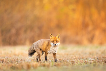 Mammals - European Red Fox (Vulpes vulpes)