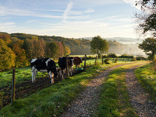 Rural and misty landscape in the Bergisches Land region. Grazing cows and a country road on a colorful autumn morning.