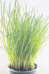 photography of onion feathers, close-up of green grass on a light background