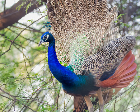 Dancing peacock a close up
