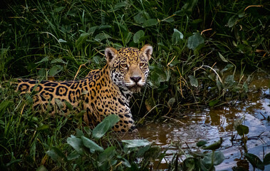 wild jaguar hunting where there is still water in the Pantanal wetlands