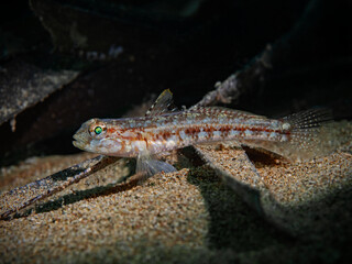 Juvenile Slender Gobi, Junge Schlankgrundel (Gobius geniporus)