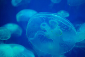 Closeup of Sea Moon jellyfish translucent blue light color and dark background.