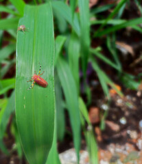 insect on a leaf