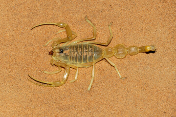 Shield Tailed Scorpion (Apistobuthus pterygocercus) in the middle east on the sand at night. (top view)