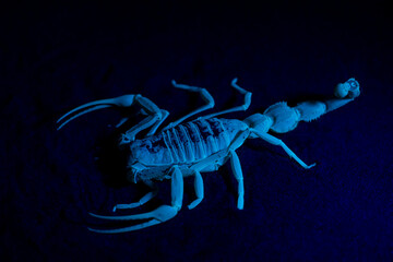 Shield Tailed Scorpion (Apistobuthus pterygocercus) under black light in the middle east on the sand at night. (side view)