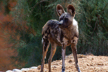 An African wild dog (Lycaon pictus) looking around while hunting in the dry ground.