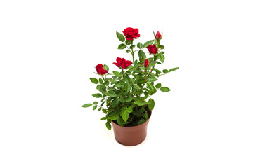 Red roses in a pot isolated on white background.