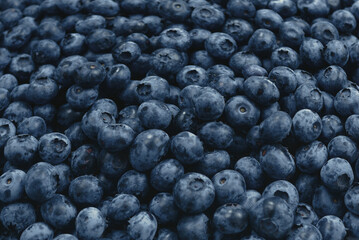 Fresh blueberry background. Texture blueberry berries close up.